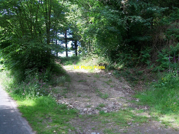 Photo 6"x4" Woodland track at Coed Mynydd-Meilian Edern c2010