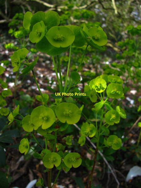 Photo 6"x4" Wood Spurge Newport\/Casnewydd c2010