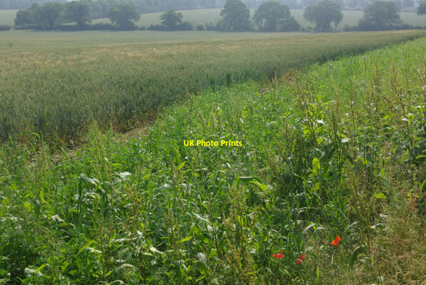 Photo 6"x4" Farmland near Thetford Thetford\/TL8783 c2010
