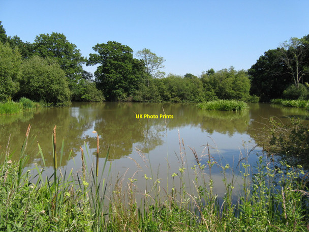 Photo 6"x4" Marsh Pond at Heyshott Green Heyshott c2010