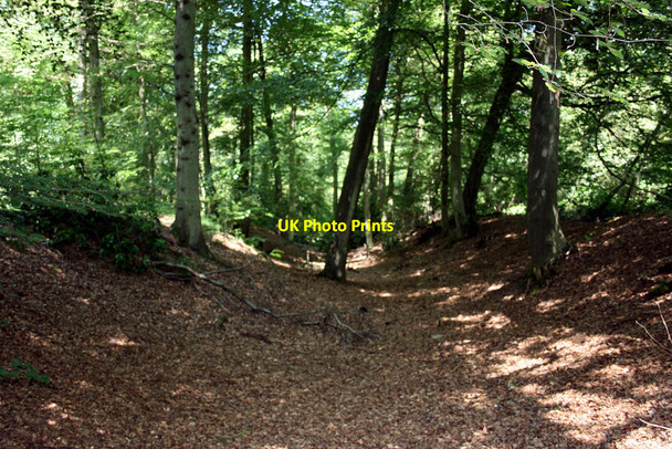 Photo 6"x4" In the Ditch Gallowstree Common c2010