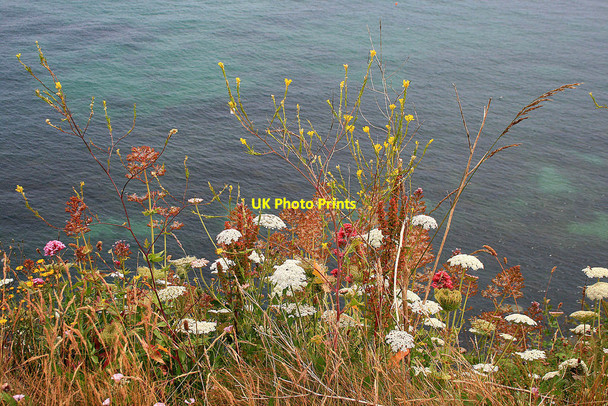 Photo 6"x4" Cliff-top flowers Swanage c2010