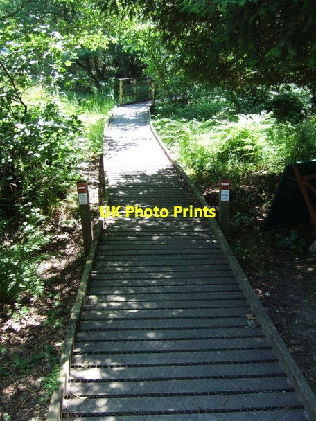 Photo 6"x4" Boardwalk into nature reserve on Brownsea Island Sandbanks c2010