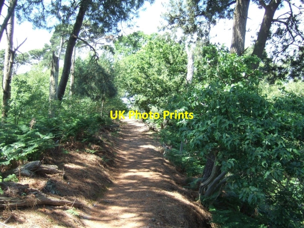 Photo 6"x4" Footpath on Cabbage Hill, Brownsea Island Lilliput c2010