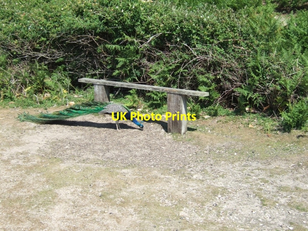Photo 6"x4" Seat by the beach at Pottery Pier Lower Hamworthy c2010