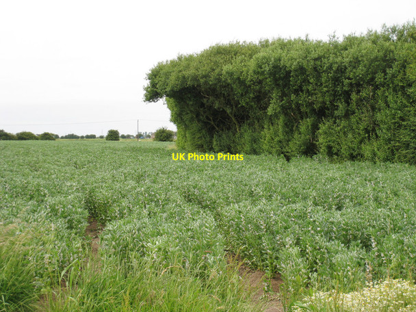 Photo 6"x4" Crop Field near Oldhouse Bridge St Mary in the Marsh c2010
