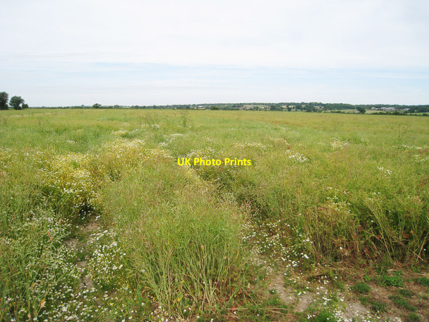 Photo 6"x4" Crop Field near Bilsington Bilsington c2010