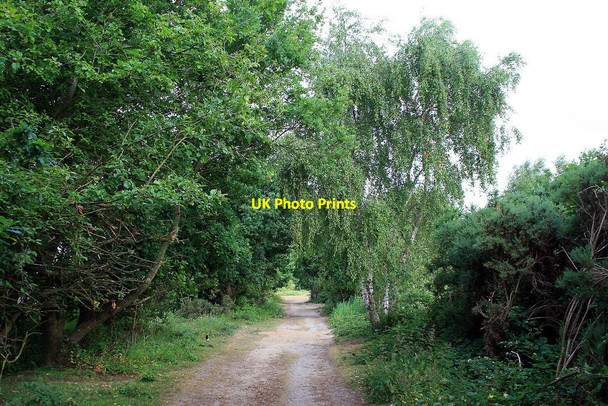 Photo 6"x4" Path with birch tree Turbary Common c2010