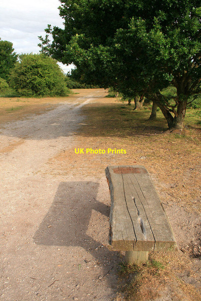 Photo 6"x4" Bench and oak tree Turbary Common c2010