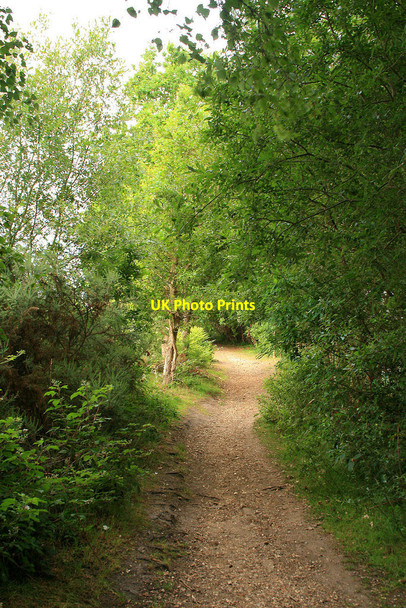 Photo 6"x4" Path on the western edge of Turbary Common West Howe c2010