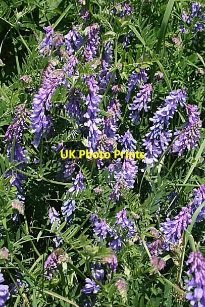 Photo 6"x4" Tufted Vetch (Vicia cracca) Whinnyfold c2010