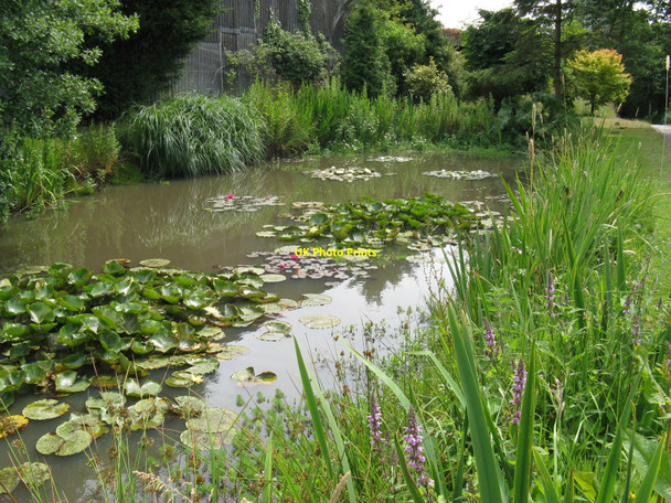 Photo 6"x4" Colourful mature pond at Sweethaws Farm Crowborough\/TQ5130 c2010