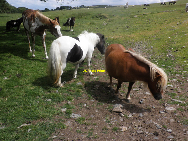 Photo 6"x4" Ponies, at Lower Halstock Okehampton c2010