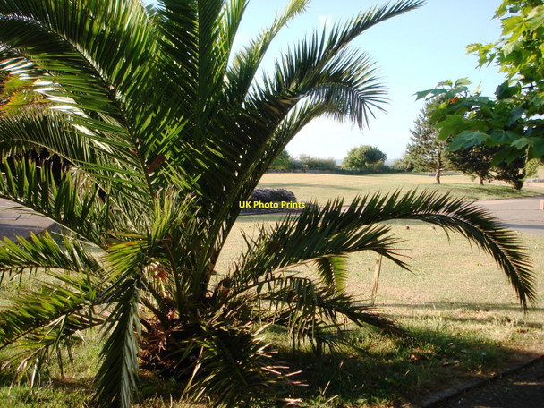 Photo 6"x4" Canary palm, Hollicombe Gardens, Paignton Paignton c2010
