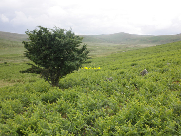 Photo 6"x4" Belstone Common Belstone c2010