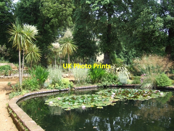 Photo 6"x4" Lily pond in Abbotsbury subtropical gardens Abbotsbury\/SY5785 c2010