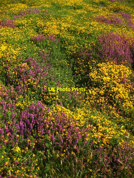 Photo 6"x4" Summer morning at Mynydd Mawr Uwchmynydd c2009