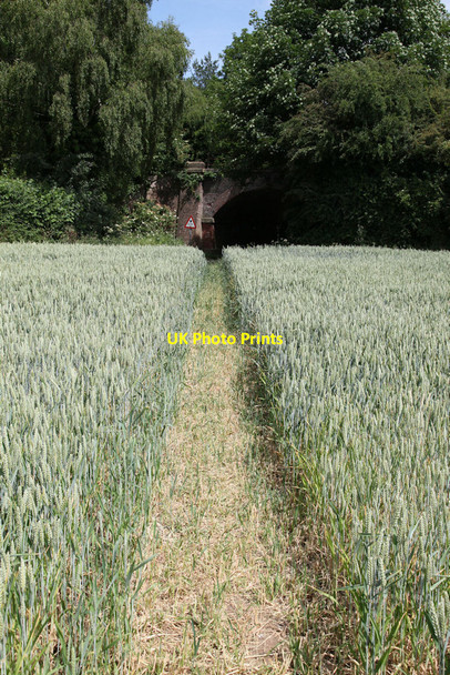 Photo 6"x4" Footpath running through cornfield Aby c2010