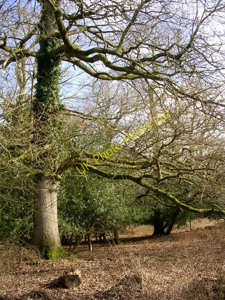 Photo 6"x4" Trees within the South Bentley Inclosure, New Forest Fritham c2006