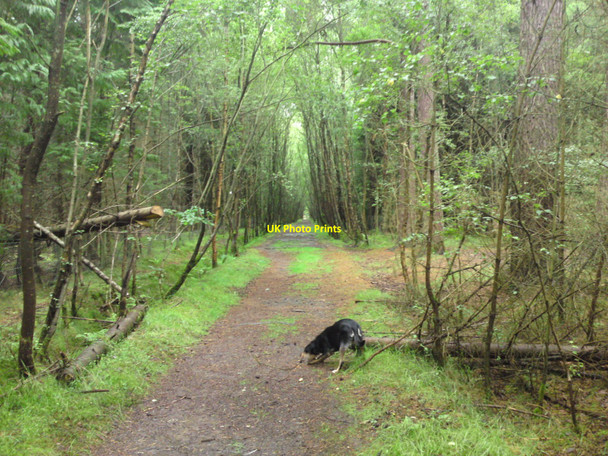 Photo 6"x4" Scone Wood Old Scone c2010