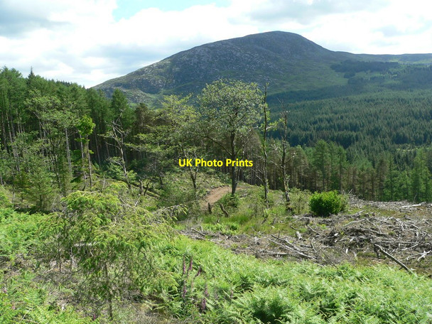 Photo 6"x4" Forestry at Dallash Drumlawhinnie Loch c2010