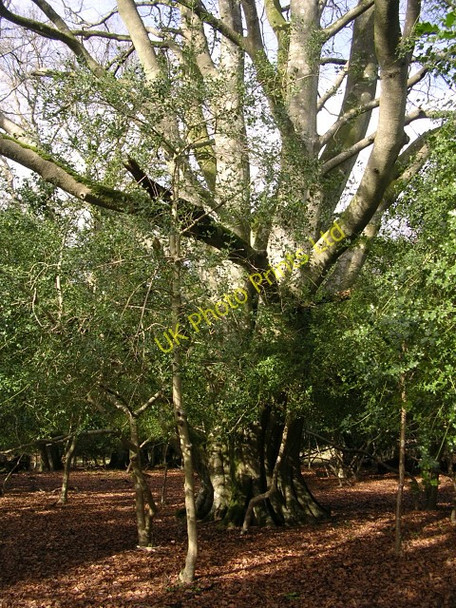 Photo 6"x4" Ancient beech pollard in Queen North Wood, New Forest Fritham c2006