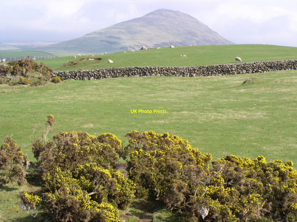 Photo 6"x4" Gorse Bush Ballantrae c2004
