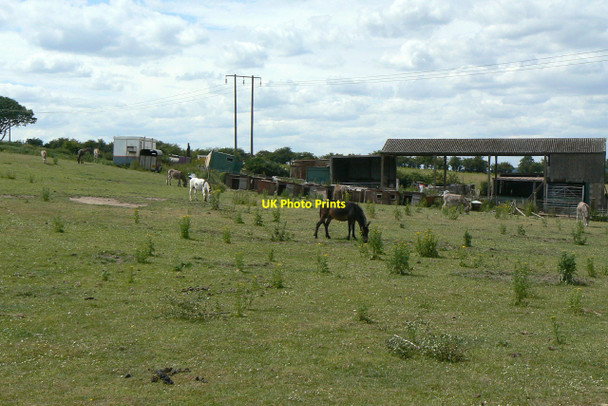 Photo 6"x4" Donkey sanctuary? Bestwood Village c2010