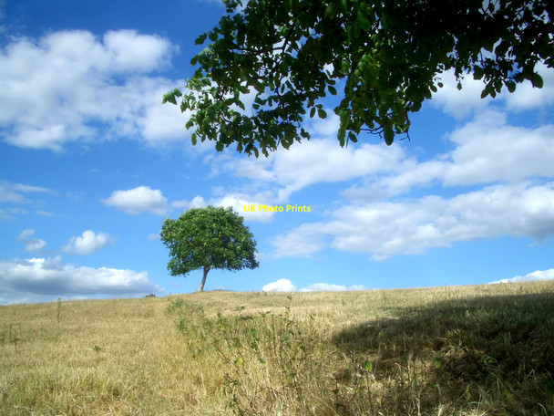 Photo 6"x4" One tree on Rabbits Hill Ewelme c2010