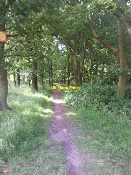 Photo 6"x4" Path through woodland on Bostall Heath Bexley c2010