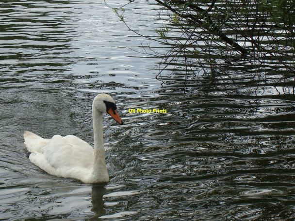Photo 6"x4" Swan on Fendrod Lake, Llansamlet, Swansea Pentre-chwyth c2010