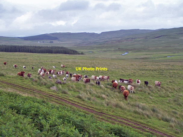 Photo 6"x4" The natives are friendly! Balmeanach\/NG3243 c2010