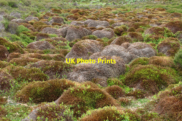 Photo 6"x4" Mossy humps above Tail Clough Sykes\/SD6351 c2010