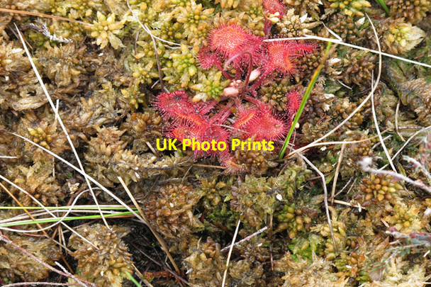Photo 6"x4" Sundew on moss at Mere Clough Head Sykes\/SD6351 c2010