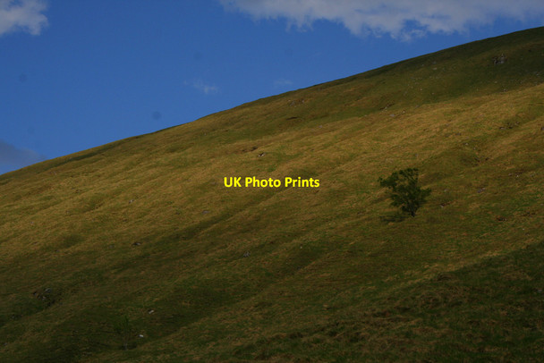 Photo 6"x4" Solitary tree, Glen Cuirnean Allt Cu\u00ecrnean c2010