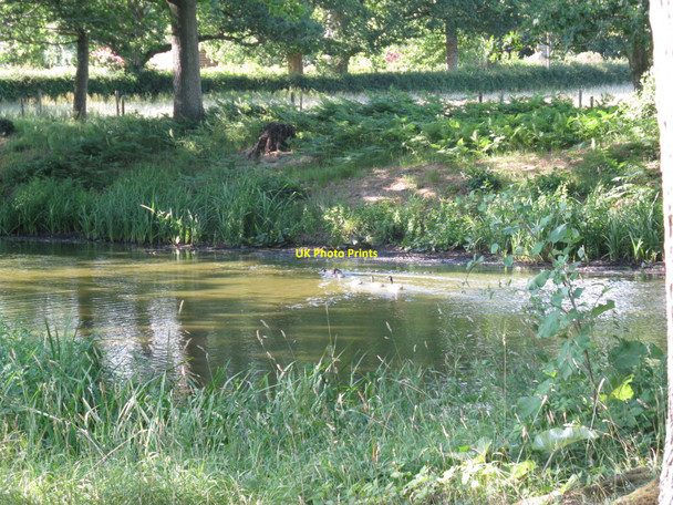 Photo 6"x4" Ducks on shaded pond just off Fowly Lane High Hurstwood c2010