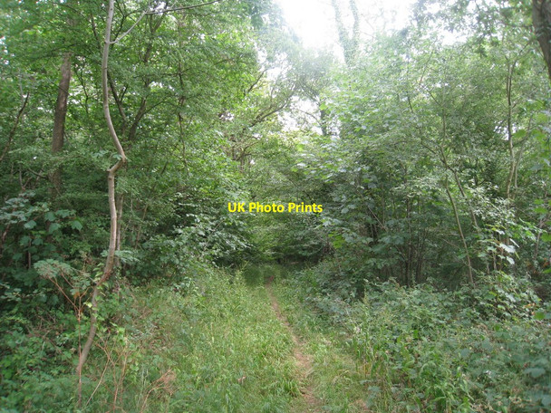 Photo 6"x4" Path through the woods Bulley c2010