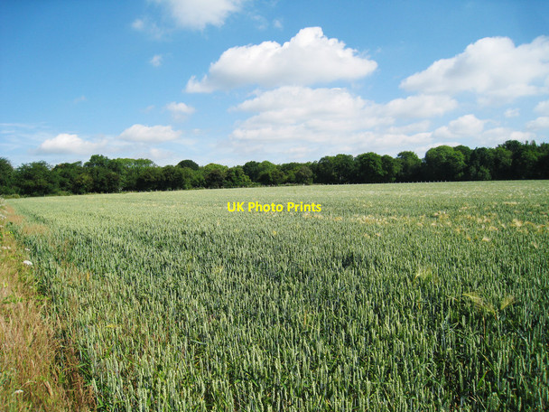 Photo 6"x4" Wheat Field of Woodland Road Hemsted c2010