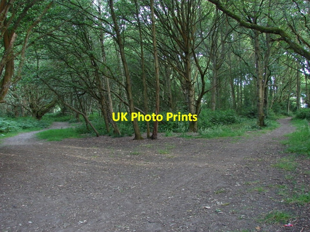 Photo 6"x4" Stringers Common Jacobs Well c2010 P1