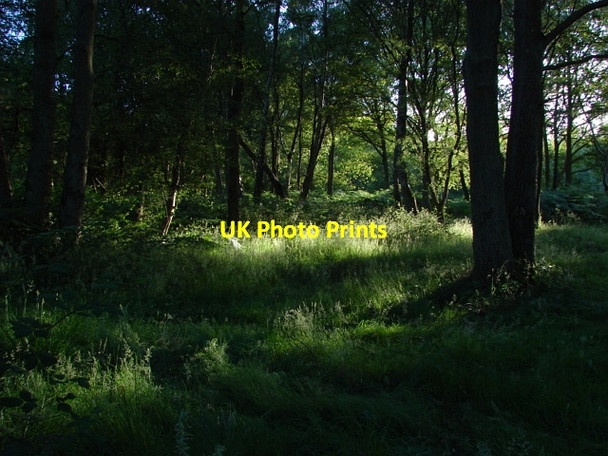 Photo 6"x4" Stringers Common Jacobs Well c2010 P2