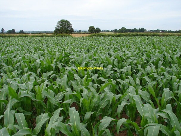 Photo 6"x4" Tiptoe through the corn field Myddle c2010