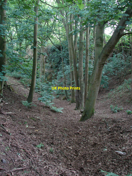 Photo 6"x4" Harmer Hill Wood Myddle c2010