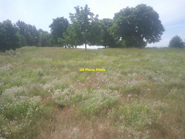 Photo 6"x4" Wildflower meadow near Lesnes Abbey Woods Abbey Wood\/TQ4678 c2010