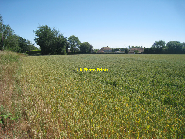 Photo 6"x4" Wheat Field off Thorn Lane North Leigh\/TR1347 c2010