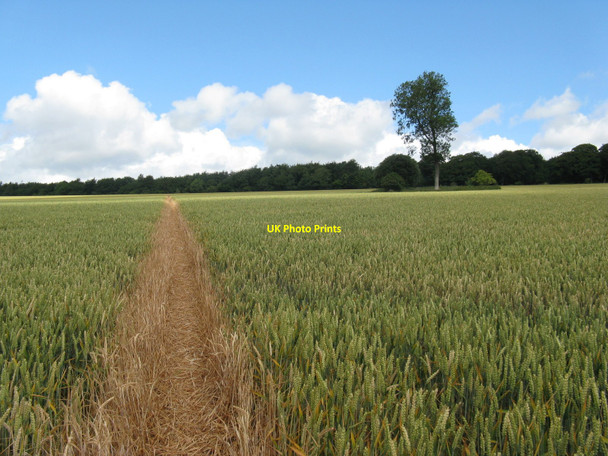 Photo 6"x4" Well defined footpath south of Selhurst Park Eartham c2010
