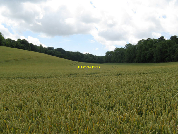 Photo 6"x4" Wheat field on the slopes of Eastdean Park East Dean\/SU9013 c2010