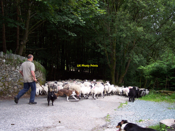 Photo 6"x4" Rush hour near Rydal Mount Ambleside c2010