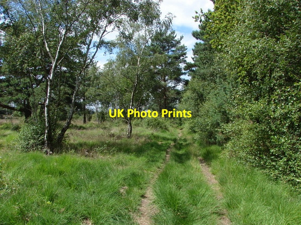 Photo 6"x4" West End Common Donkey Town c2010