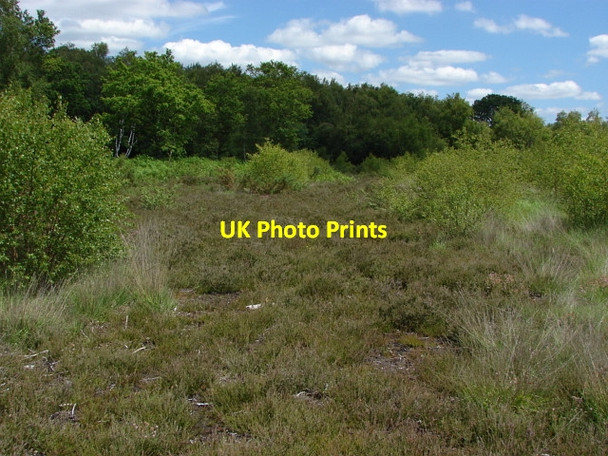 Photo 6"x4" West End Common Donkey Town c2010 P1