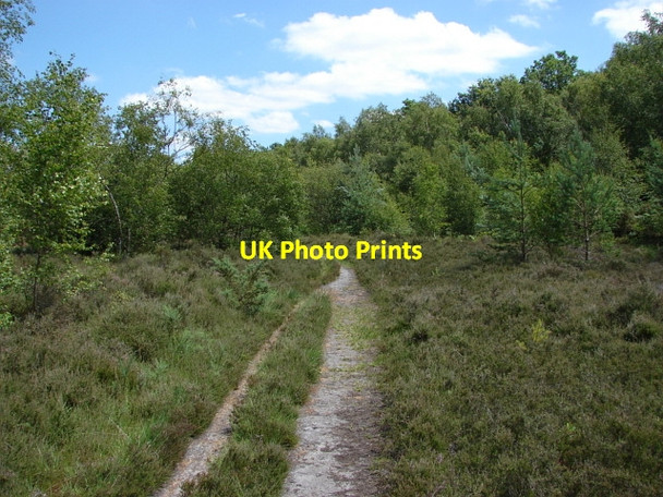 Photo 6"x4" West End Common Donkey Town c2010